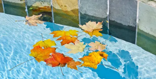 leaves in a pool